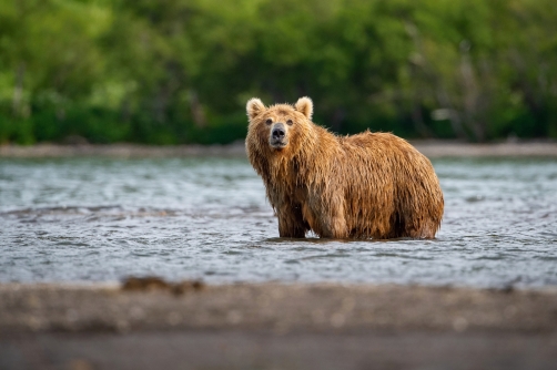 medvěd hnědý kamčatský (Ursus arctos...