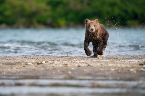 medvěd hnědý kamčatský (Ursus arctos...