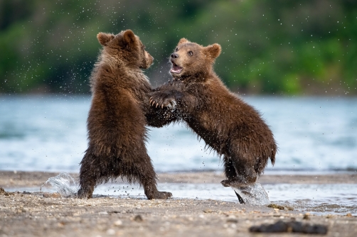 medvěd hnědý kamčatský (Ursus arctos...