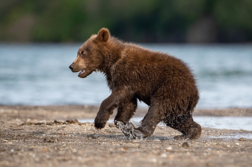 medvěd hnědý kamčatský (Ursus arctos...