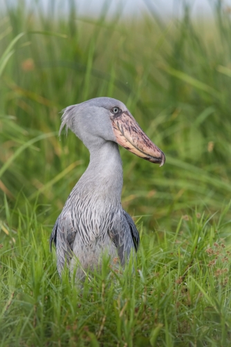 člunozobec africký (Balaeniceps rex)...