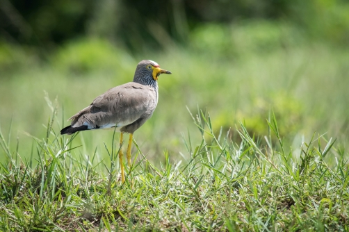 čejka hnědá (Vanellus senegallus) African...