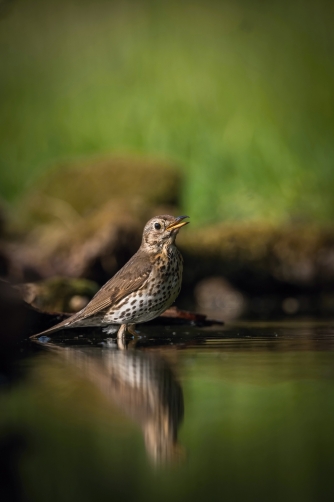 drozd zpěvný (Turdus philomelos) Song...