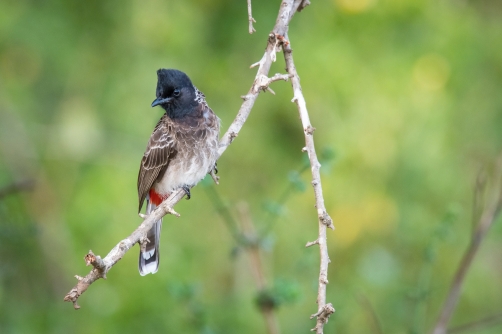 bulbul šupinkový (Pycnonotus cafer)...