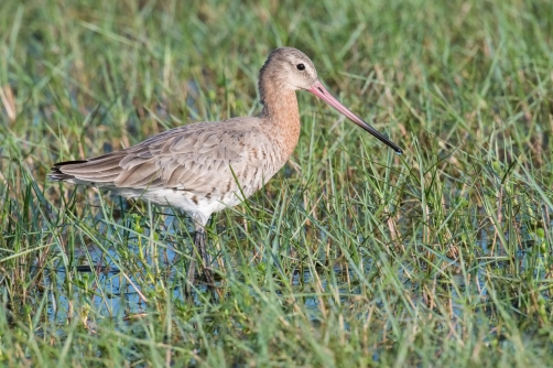 břehouš černoocasý (Limosa limosa)...