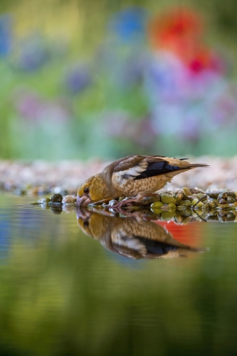 dlask tlustozobý (Coccothraustes...