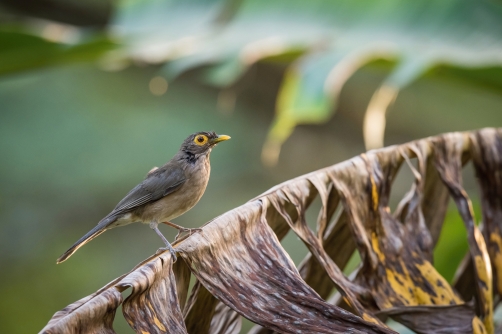 drozd olivovohnědý (Turdus nudigenis)...