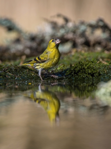 čížek lesní (Carduelis spinus) Eurasian...