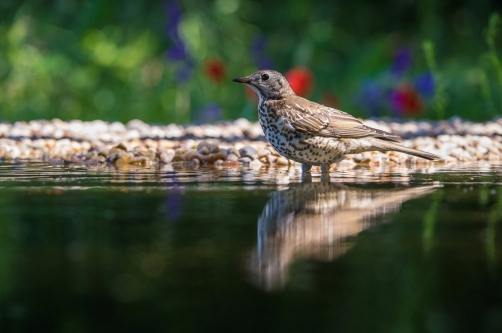 drozd zpěvný (Turdus philomelos) Song...