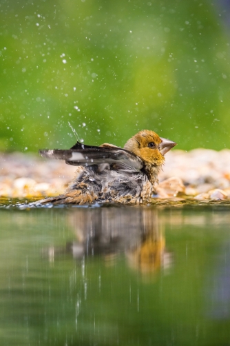 dlask tlustozobý (Coccothraustes...