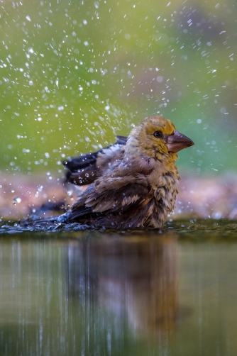 dlask tlustozobý (Coccothraustes...