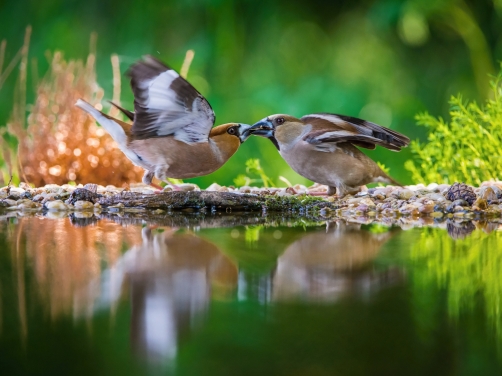 dlask tlustozobý (Coccothraustes...