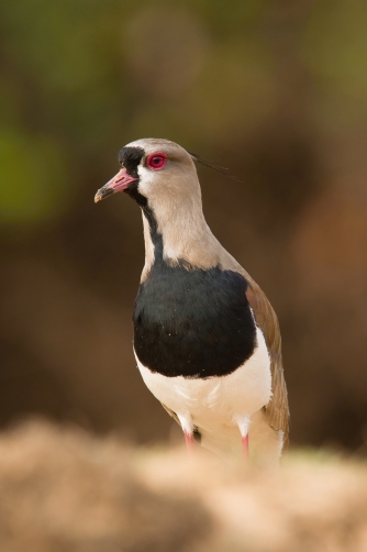 čejka jižní (Vanellus chilensis) Southern...