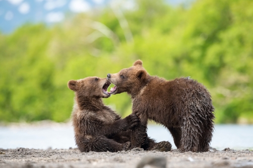 medvěd hnědý kamčatský (Ursus arctos...