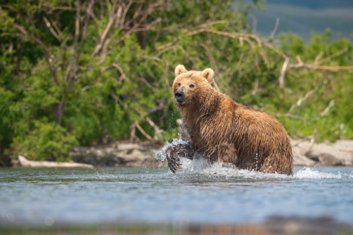 medvěd hnědý kamčatský (Ursus arctos...