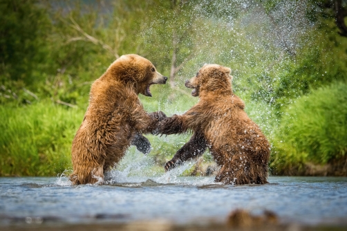 medvěd hnědý kamčatský (Ursus arctos...