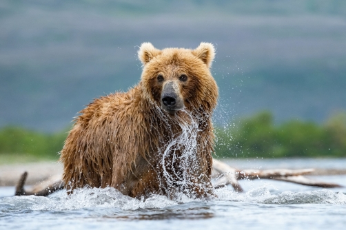 medvěd hnědý kamčatský (Ursus arctos...