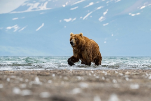 medvěd hnědý kamčatský (Ursus arctos...