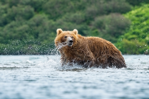 medvěd hnědý kamčatský (Ursus arctos...