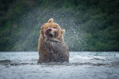 medvěd hnědý kamčatský (Ursus arctos...