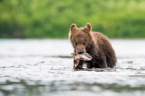 medvěd hnědý kamčatský (Ursus arctos...