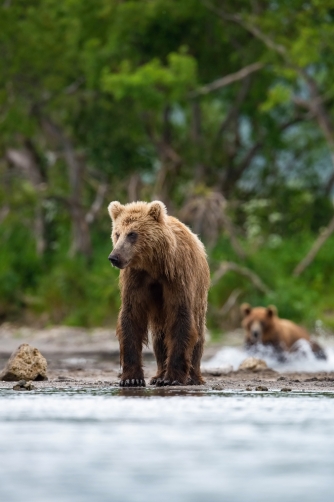 medvěd hnědý kamčatský (Ursus arctos...