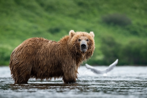 medvěd hnědý kamčatský (Ursus arctos...