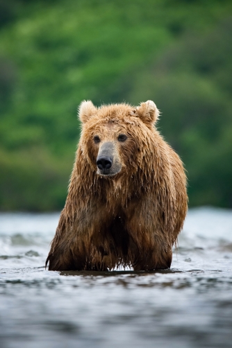 medvěd hnědý kamčatský (Ursus arctos...