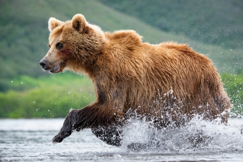 medvěd hnědý kamčatský (Ursus arctos...