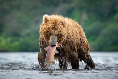 medvěd hnědý kamčatský (Ursus arctos...