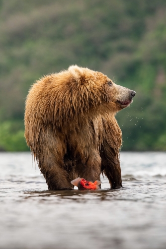 medvěd hnědý kamčatský (Ursus arctos...