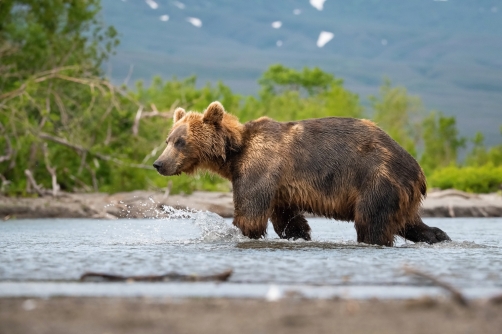 medvěd hnědý kamčatský (Ursus arctos...