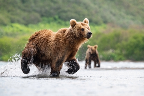 medvěd hnědý kamčatský (Ursus arctos...