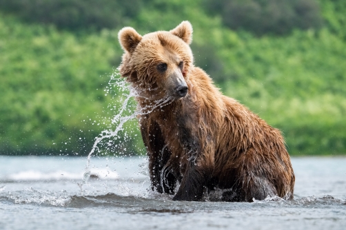 medvěd hnědý kamčatský (Ursus arctos...