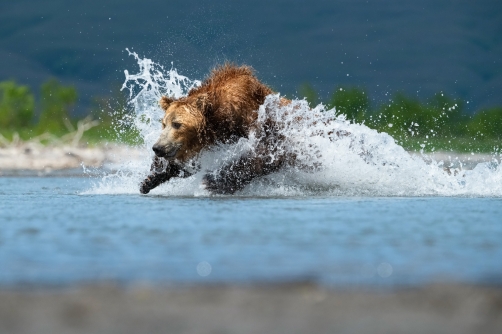 medvěd hnědý kamčatský (Ursus arctos...