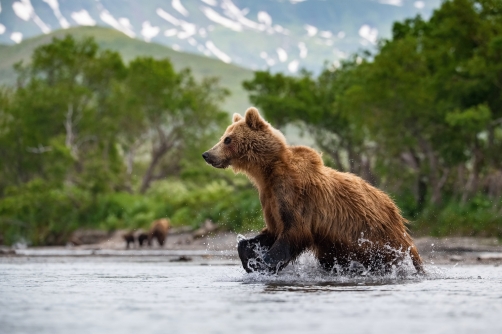 medvěd hnědý kamčatský (Ursus arctos...