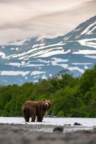 medvěd hnědý kamčatský (Ursus arctos...