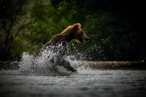 medvěd hnědý kamčatský (Ursus arctos...