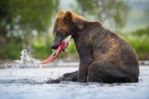 medvěd hnědý kamčatský (Ursus arctos...