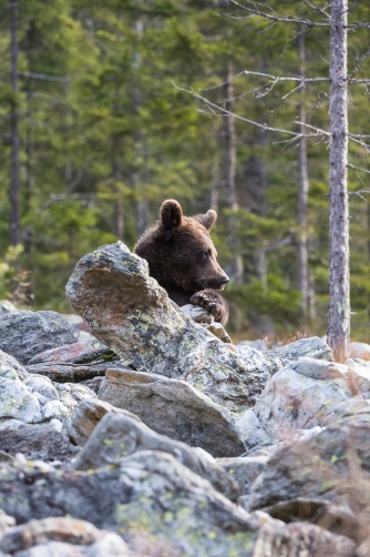 medvěd hnědý (Ursus arctos) Brown bear