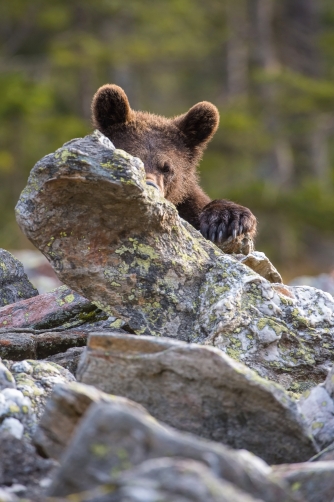 medvěd hnědý (Ursus arctos) Brown bear