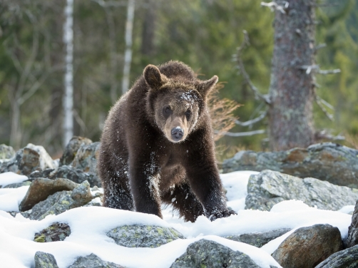 medvěd hnědý (Ursus arctos) Brown bear