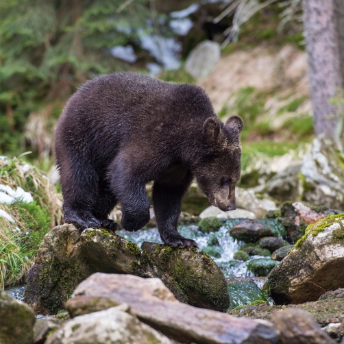 medvěd hnědý (Ursus arctos) Brown bear