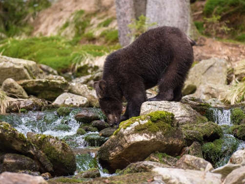 medvěd hnědý (Ursus arctos) Brown bear