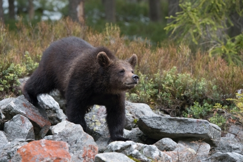 medvěd hnědý (Ursus arctos) Brown bear