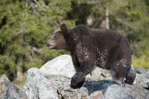 medvěd hnědý (Ursus arctos) Brown bear