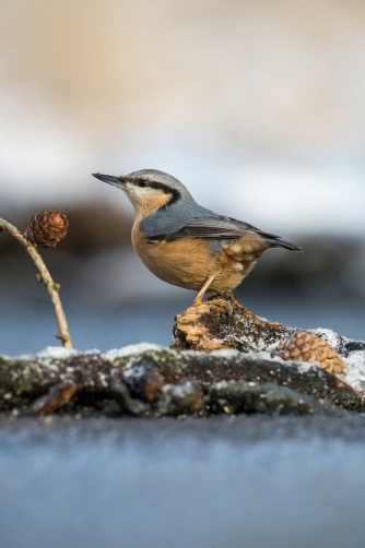 brhlík lesní (Sitta europaea) Eurasian...