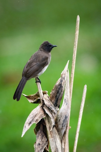 bulbul zahradní (pycnonotus barbatus)...