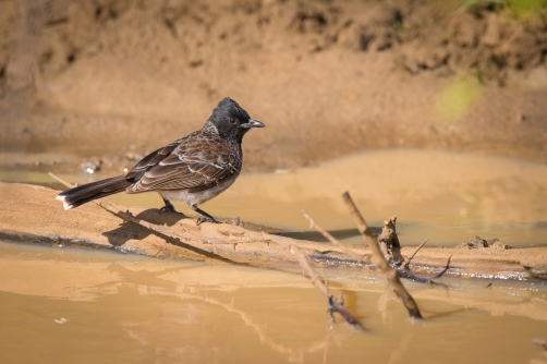 bulbul šupinkový (Pycnonotus cafer)...