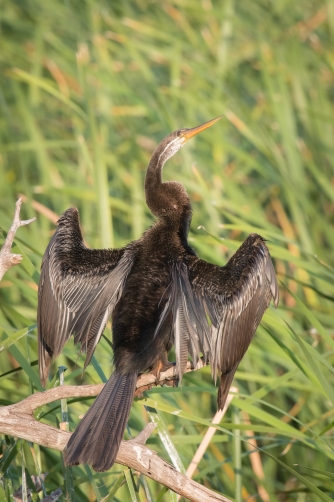 anhinga rezavá (Anhinga melanogaster)...